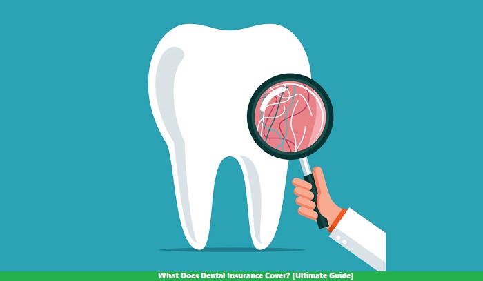 What Does Dental Insurance Cover? [Ultimate Guide]