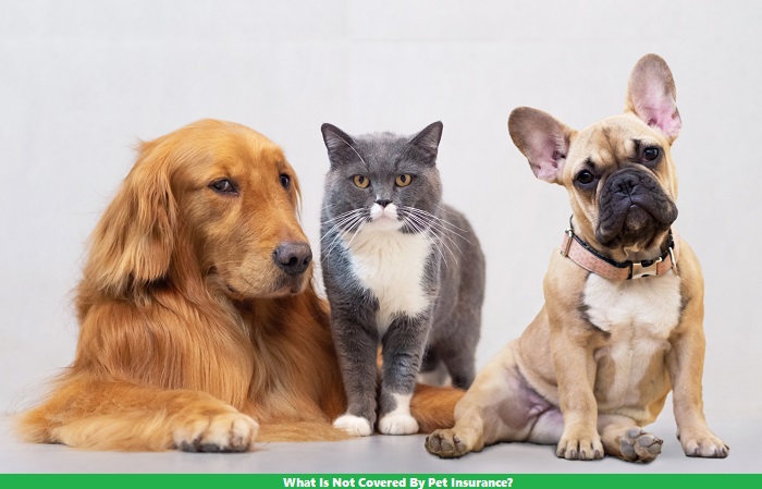 What Is Not Covered By Pet Insurance?